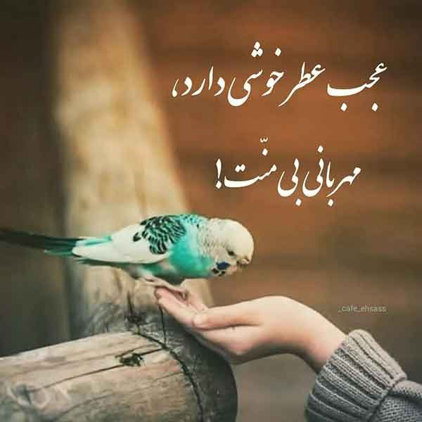  پروفایل آموزنده جدید