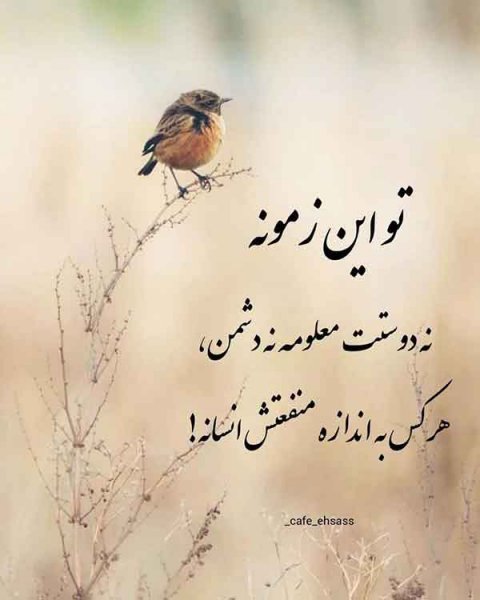  پروفایل آموزنده جدید