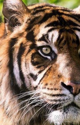  دانلود عکس‌ حیوانات وحشی با کیفیت بالا