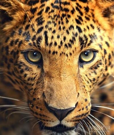  دانلود عکس‌ حیوانات وحشی با کیفیت بالا