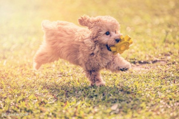  عکس هاپو برای پروفایل