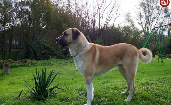  عکس هاپو ترسناک