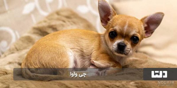  عکس هاپو ترسناک