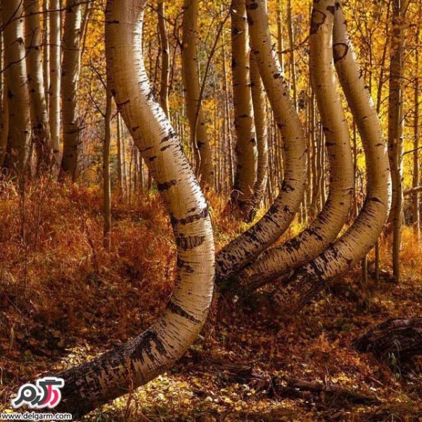  نقاشی سه بعدی جدید