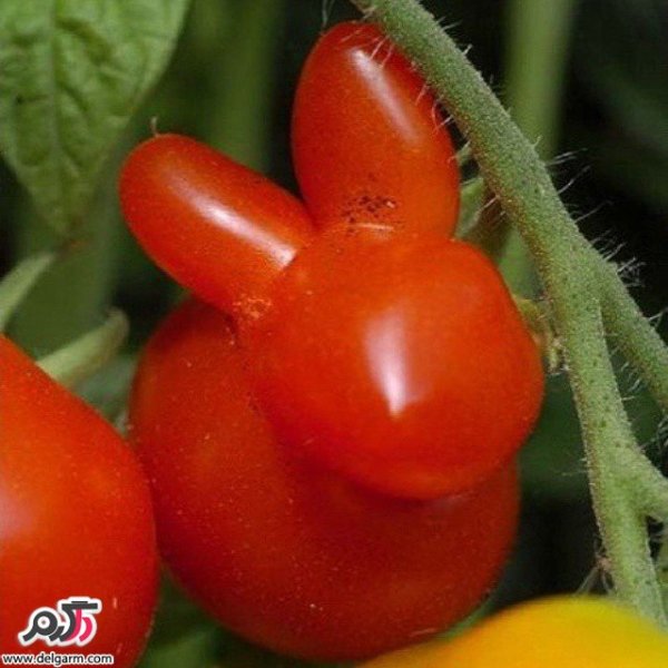  عکس های عجیب و جالب و واقعی در دنیا