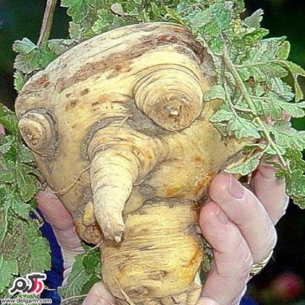  عکس های عجیب و جالب و واقعی در دنیا