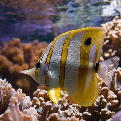  عکس ماهی های تزیینی زیبا