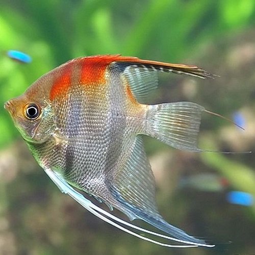  عکس ماهی های تزیینی زیبا