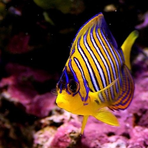  عکس ماهی های تزیینی زیبا