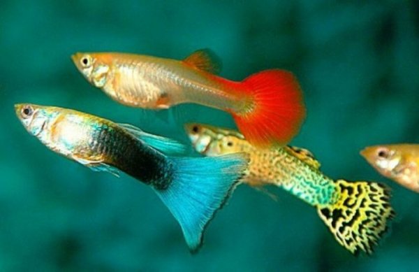  عکس ماهی های آکواریومی
