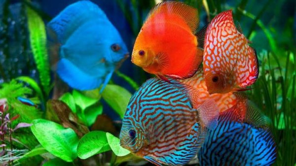  عکس ماهی های آکواریومی