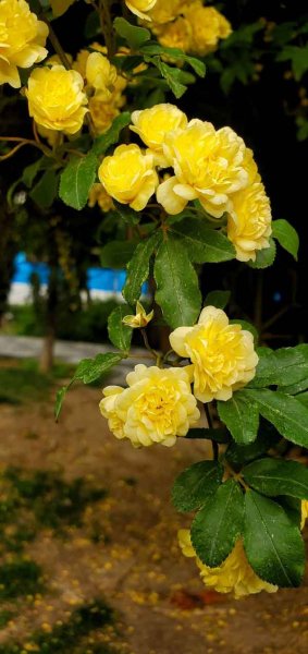  عکس گل برای استوری اینستا