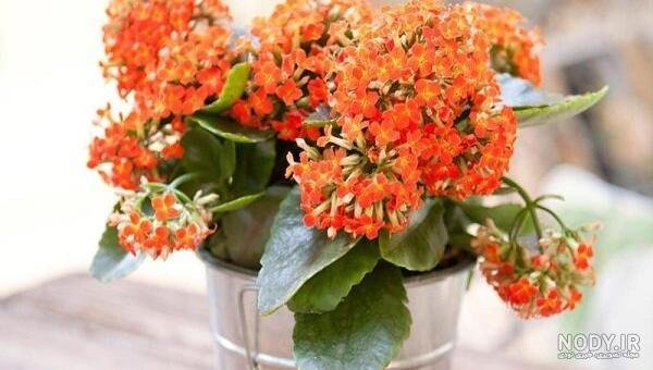  عکس گلدان شمعدانی زیبا برای استوری