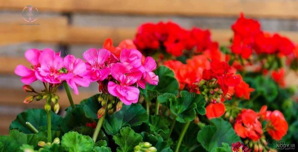  عکس گلدان شمعدانی زیبا برای استوری