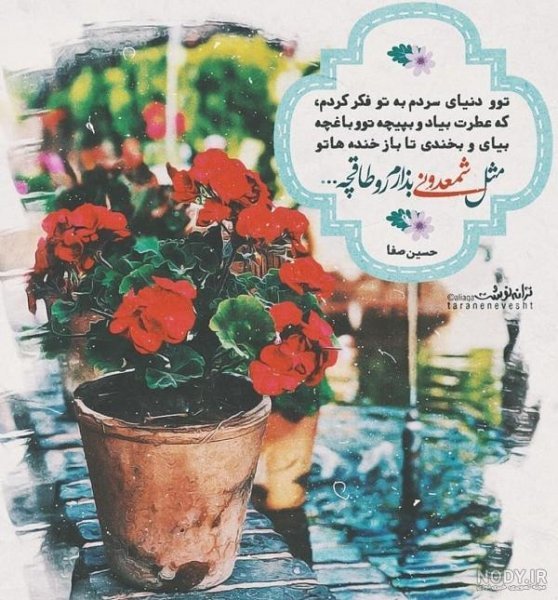  عکس گلدان شمعدانی زیبا برای استوری