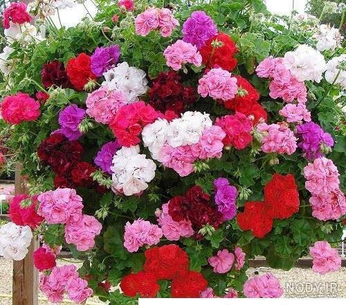  عکس گلدان شمعدانی زیبا برای استوری