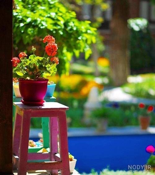  عکس گلدان شمعدانی زیبا برای استوری