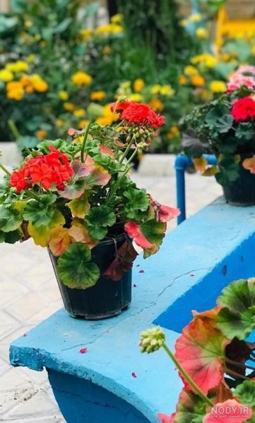  عکس گلدان شمعدانی زیبا برای استوری