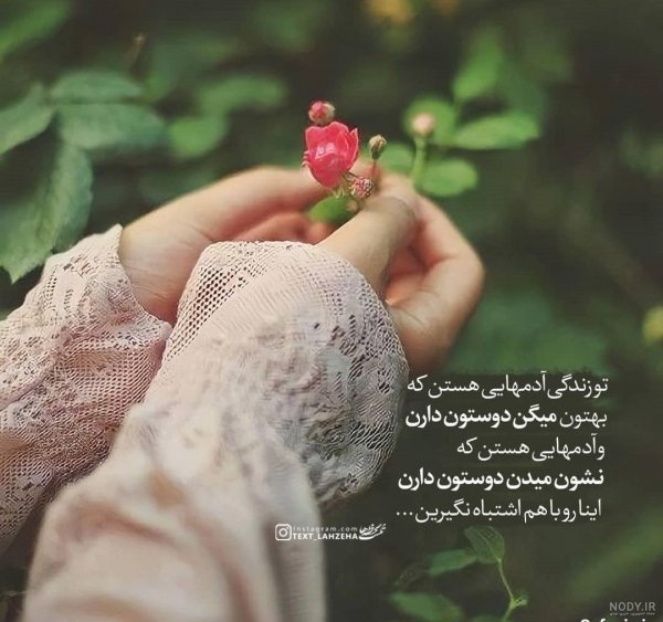  عکس گلدان شمعدانی زیبا برای استوری