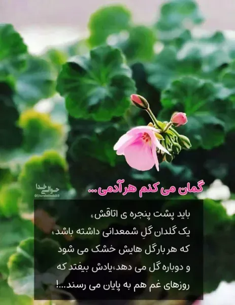  عکس گلدان شمعدانی زیبا برای استوری