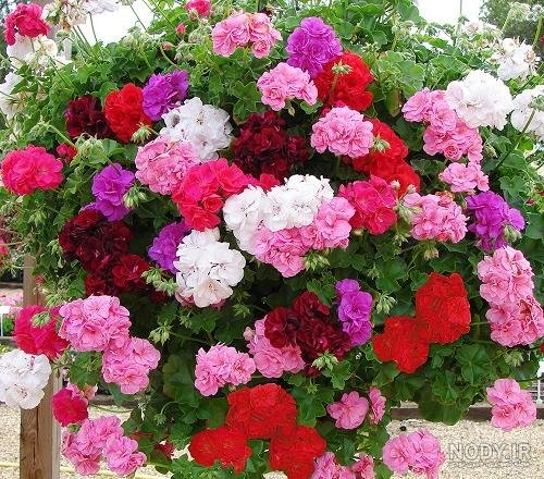  عکس گل شمعدانی