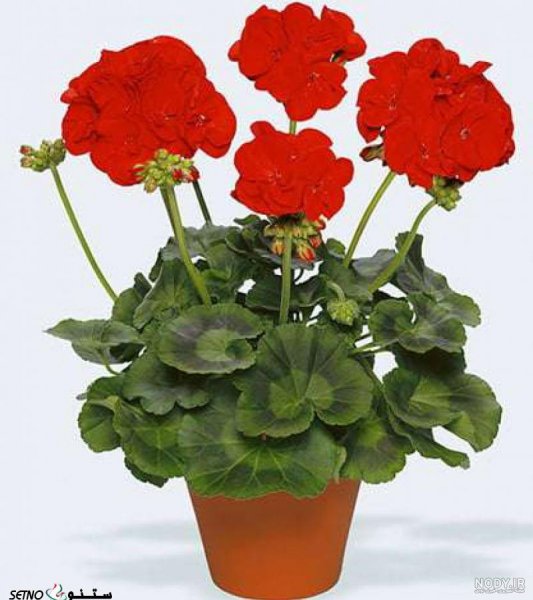  عکس گل شمعدانی