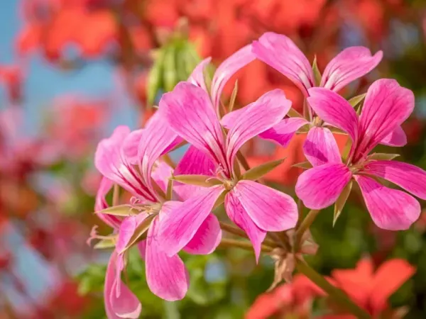  عکس گل شمعدانی