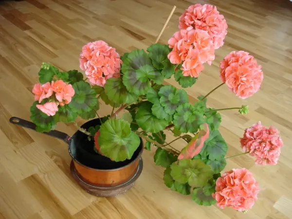  عکس گل شمعدانی