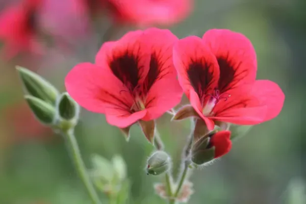  عکس گل شمعدانی