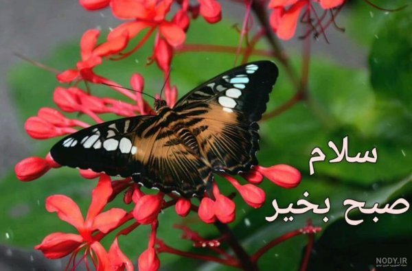  صبح دوشنبه بخیر متحرک