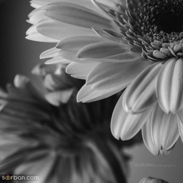  عکس سیاه سفید ساده و شیک