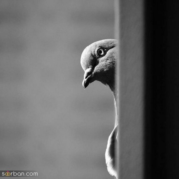  عکس سیاه سفید ساده و شیک