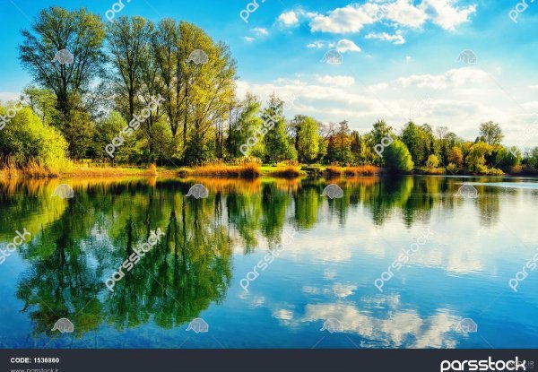  عکس جنگل سبز رویایی