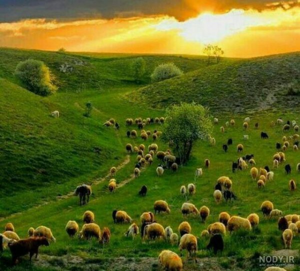  عکس جنگل سبز رویایی