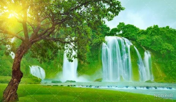  عکس جنگل سبز رویایی