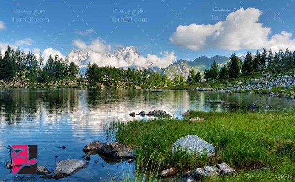  عکس جنگل سبز رویایی