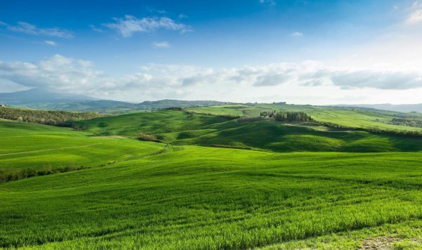  عکس جنگل سبز رویایی