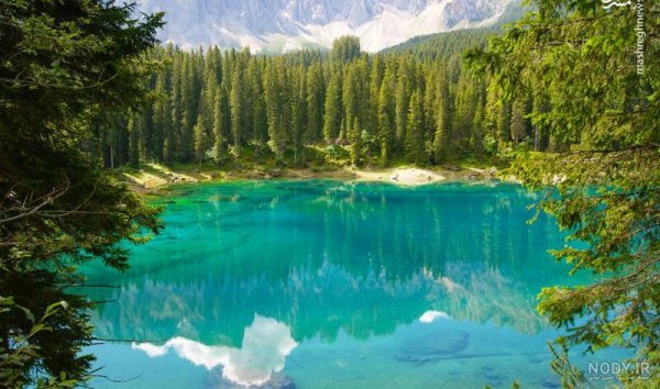  عکس جنگل سبز رویایی