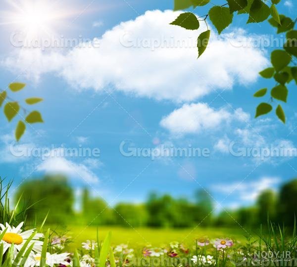  عکس جنگل سبز رویایی