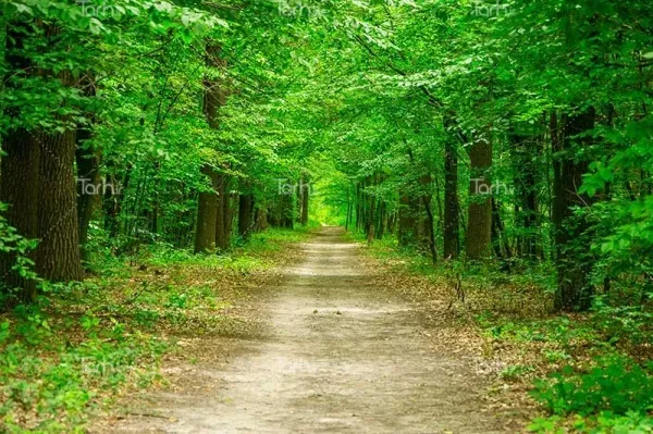  عکس جنگل سبز رویایی