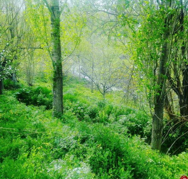  عکس جنگل سبز رویایی