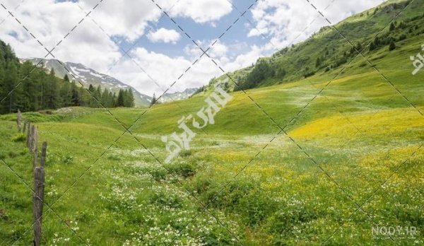  عکس جنگل سبز رویایی