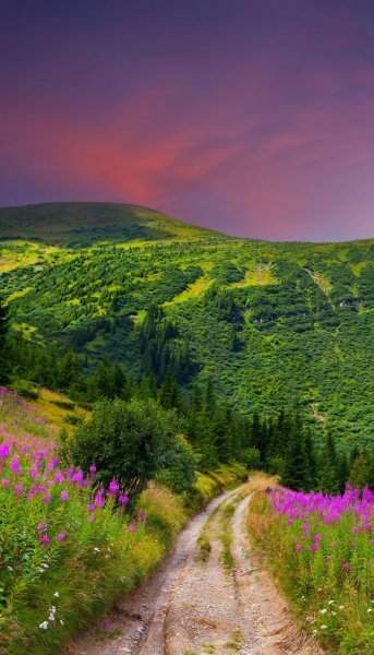  عکس جنگل سبز رویایی
