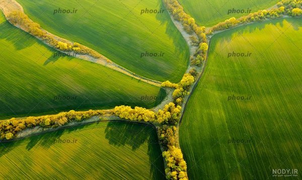  عکس جنگل سبز رویایی