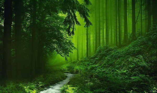  عکس جنگل سبز رویایی