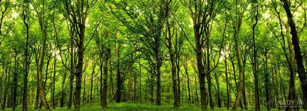  عکس جنگل سبز رویایی
