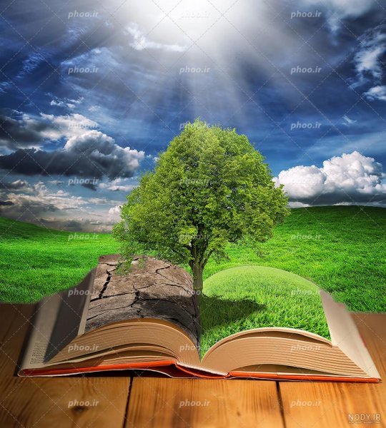  عکس جنگل سبز رویایی