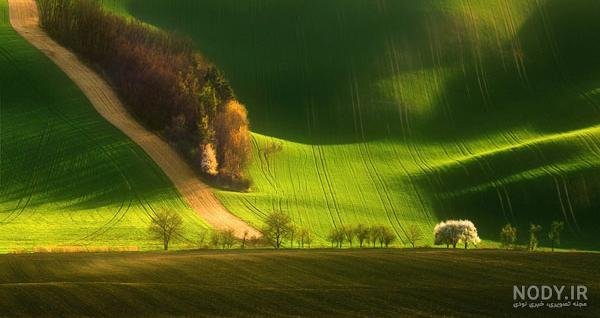  عکس جنگل سبز رویایی