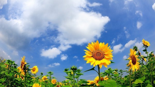  عکس طبیعت 4K واقعی