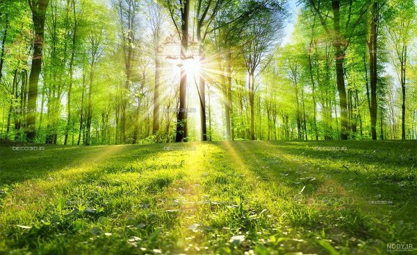  عکس طبیعت با نور طلایی
